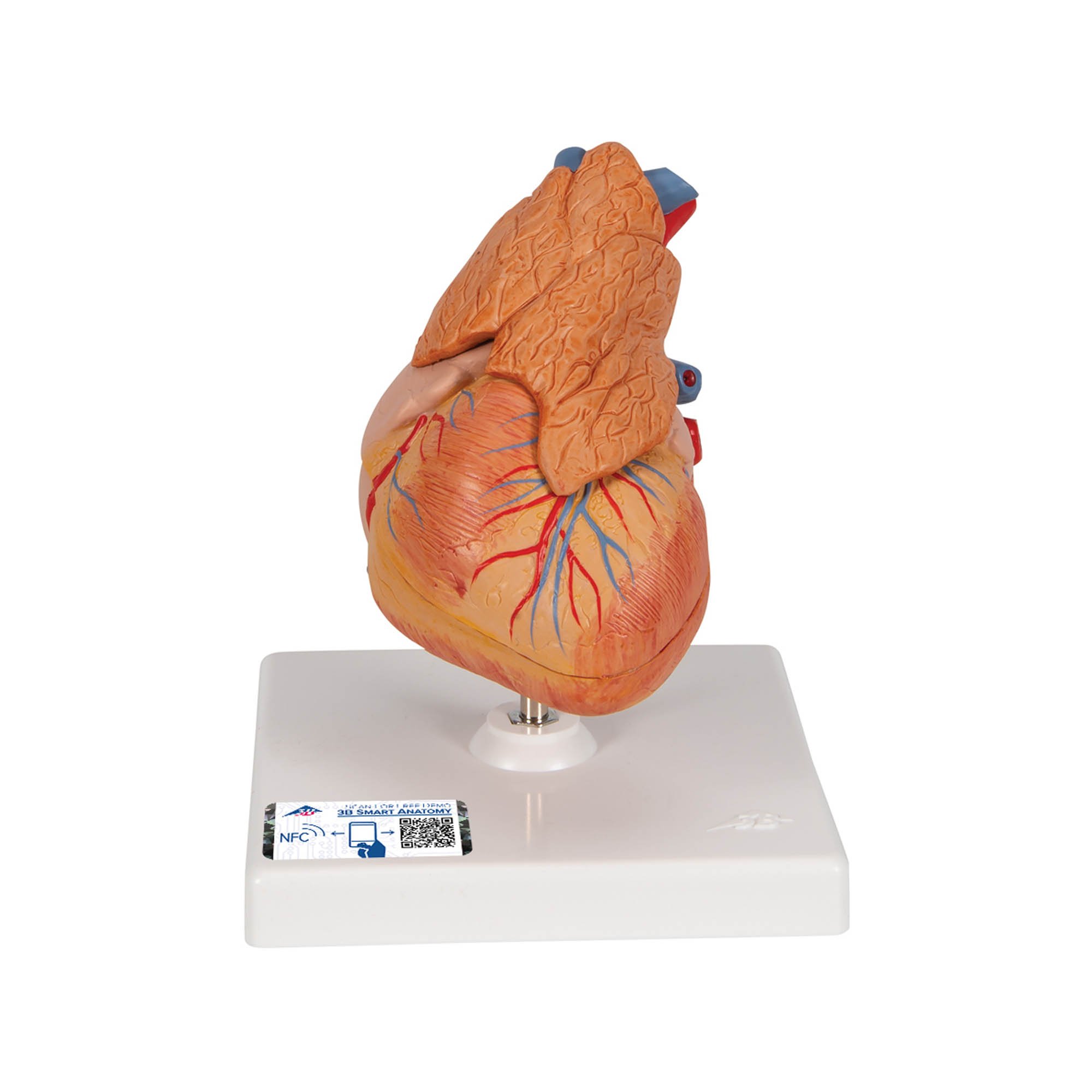 3B Scientific G08-1 Classic Heart Model with Thymus 3-Part