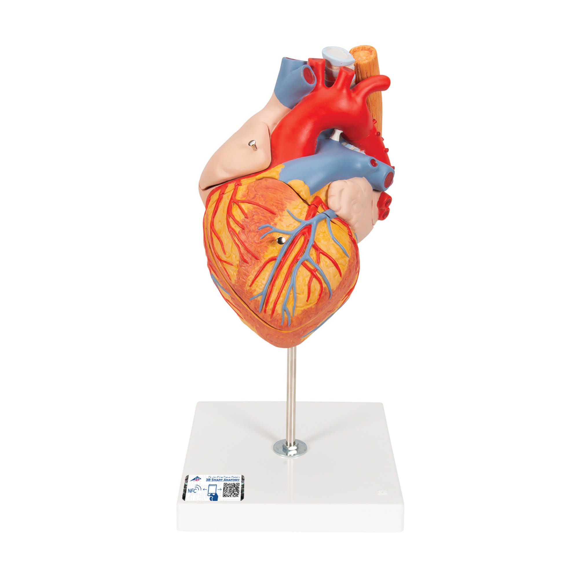 3B Scientific G13 5-Part Heart with Esophagus & Trachea 2x Life Size