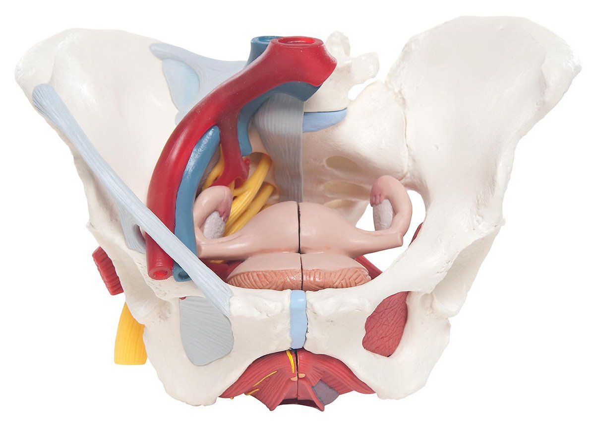 3B Scientific H20-4 Female Pelvis Model 6-Part