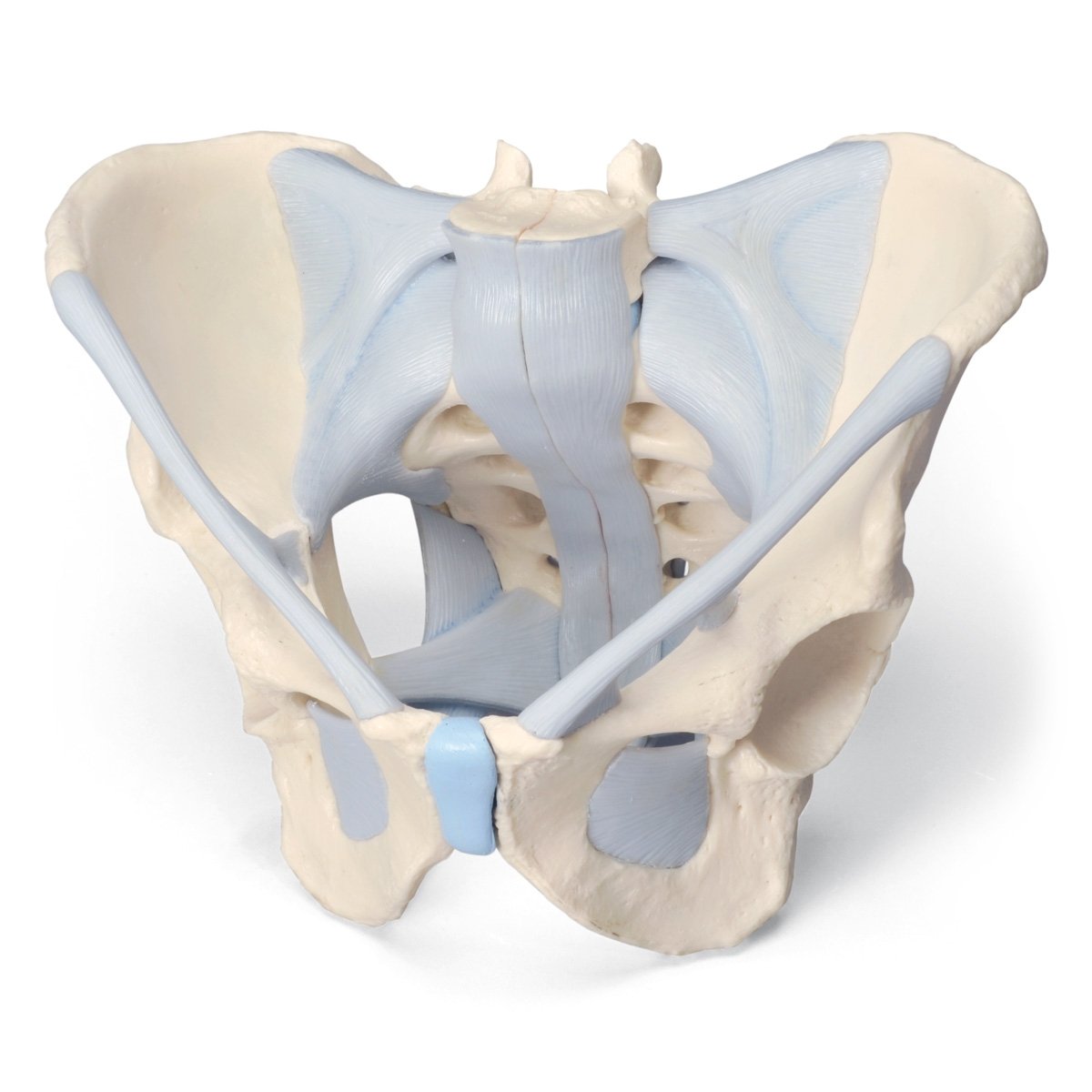 3B Scientific H21/2 Male pelvis with Ligaments (2 Parts)
