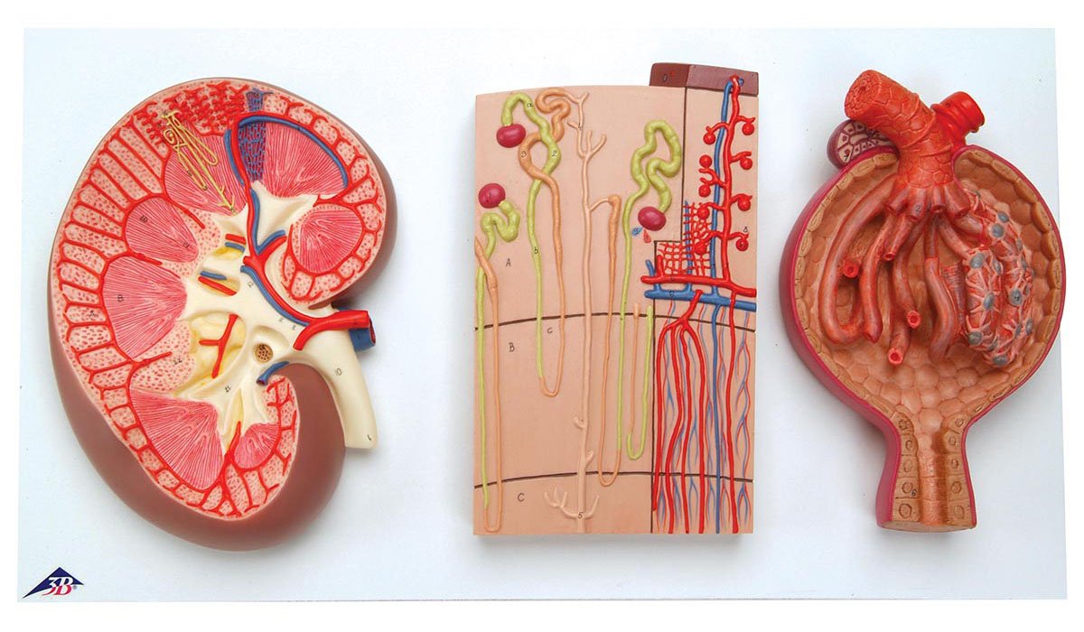 nephron in kidney image