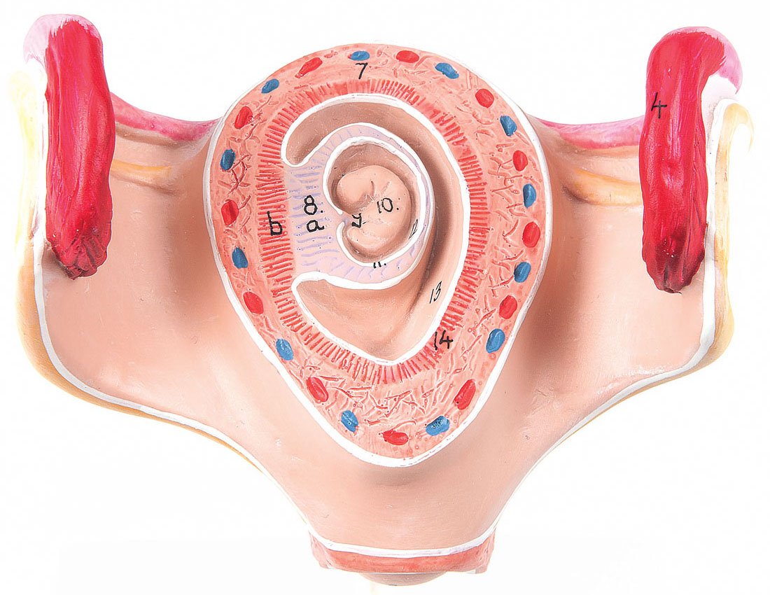 1st Month Embryo Model