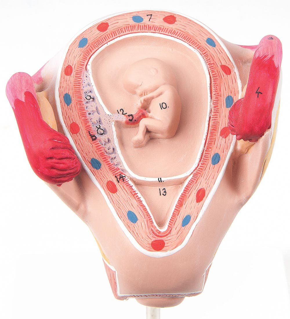 2nd Month Embryo Model