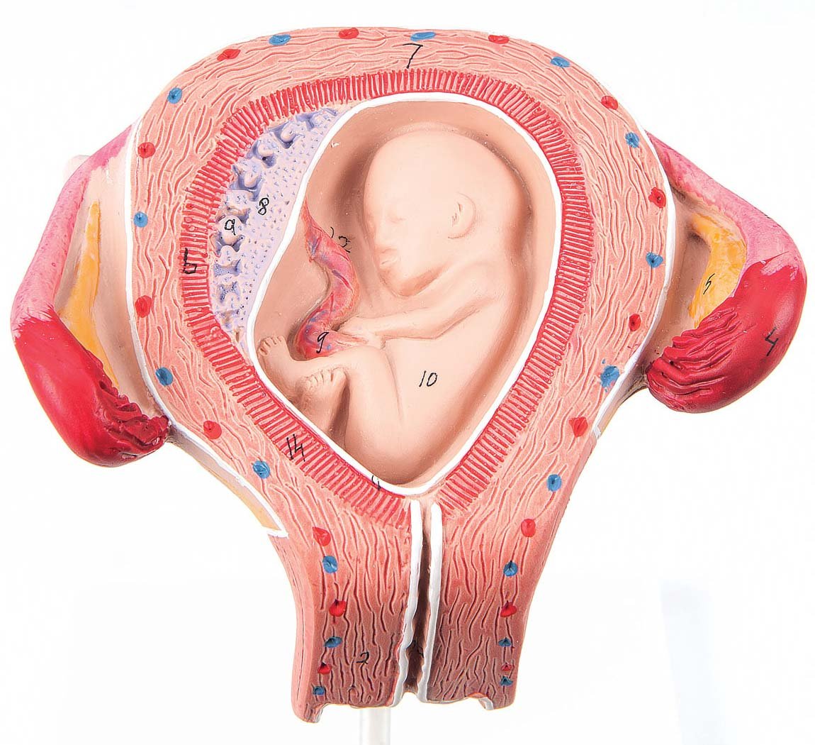 3rd Month Embryo Model