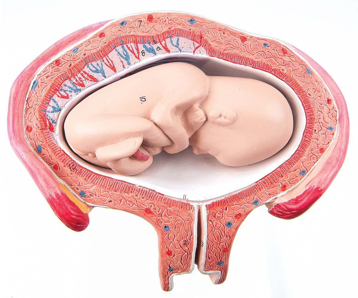 5th Month Fetus Model - Breech Position