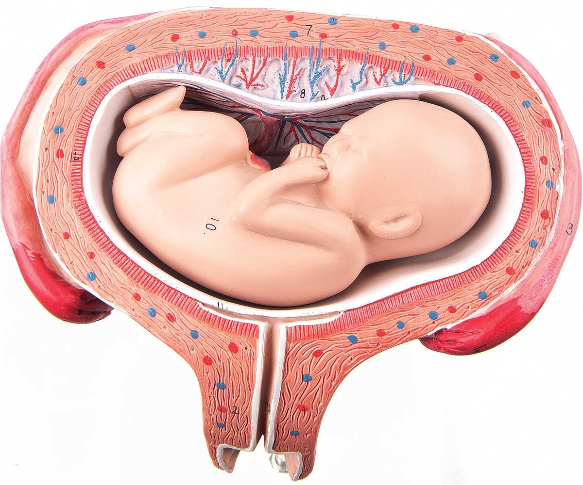 5th Month Fetus Model - Transverse Lie