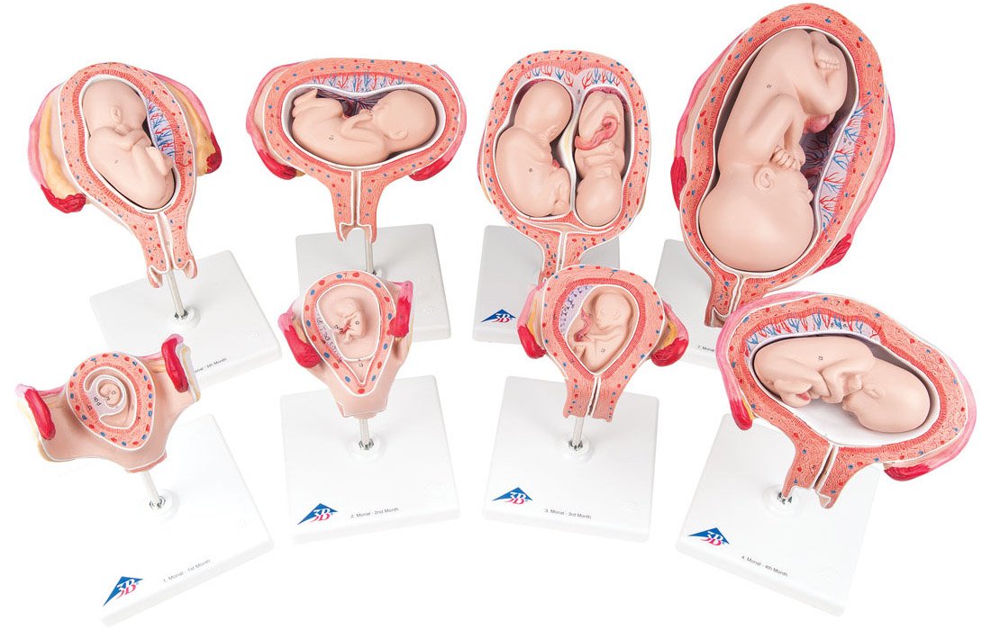 Pregnancy Series - 8 Models