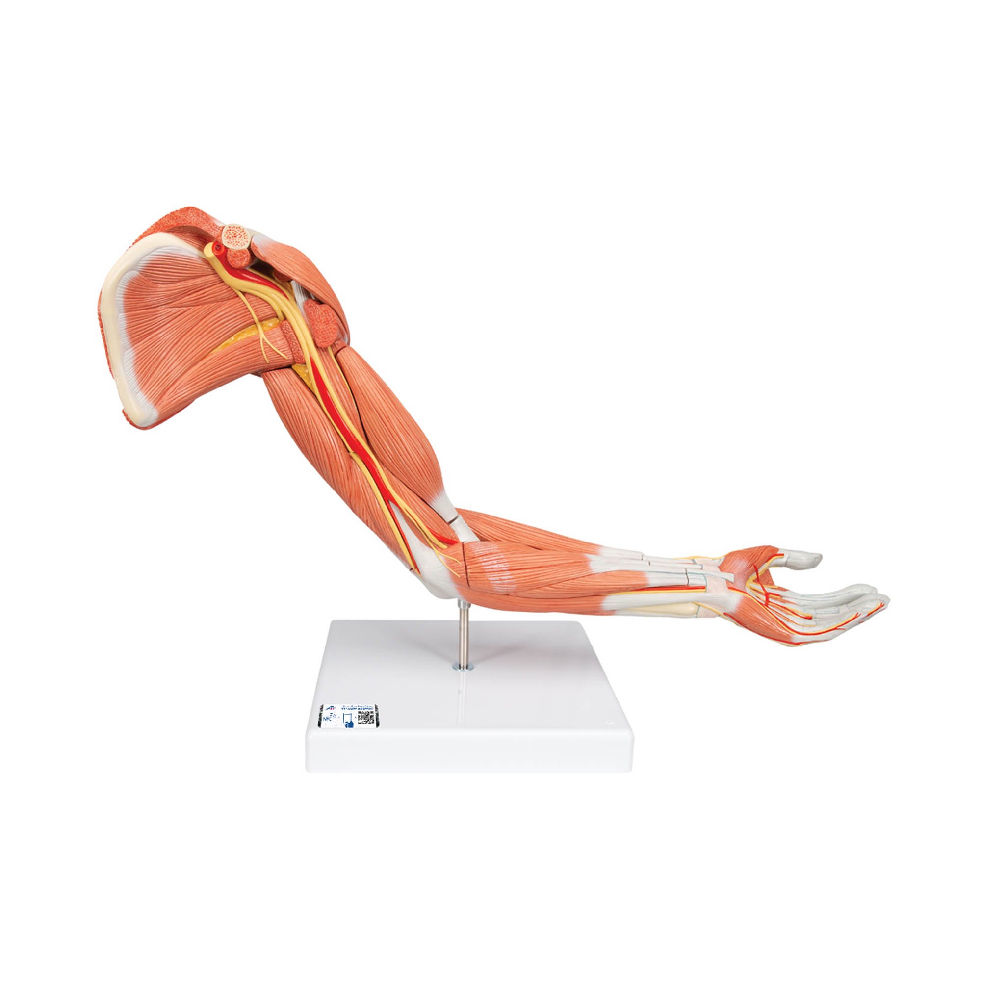 3B Scientific M11 Deluxe Muscle Arm Model 6-Part Life-Size