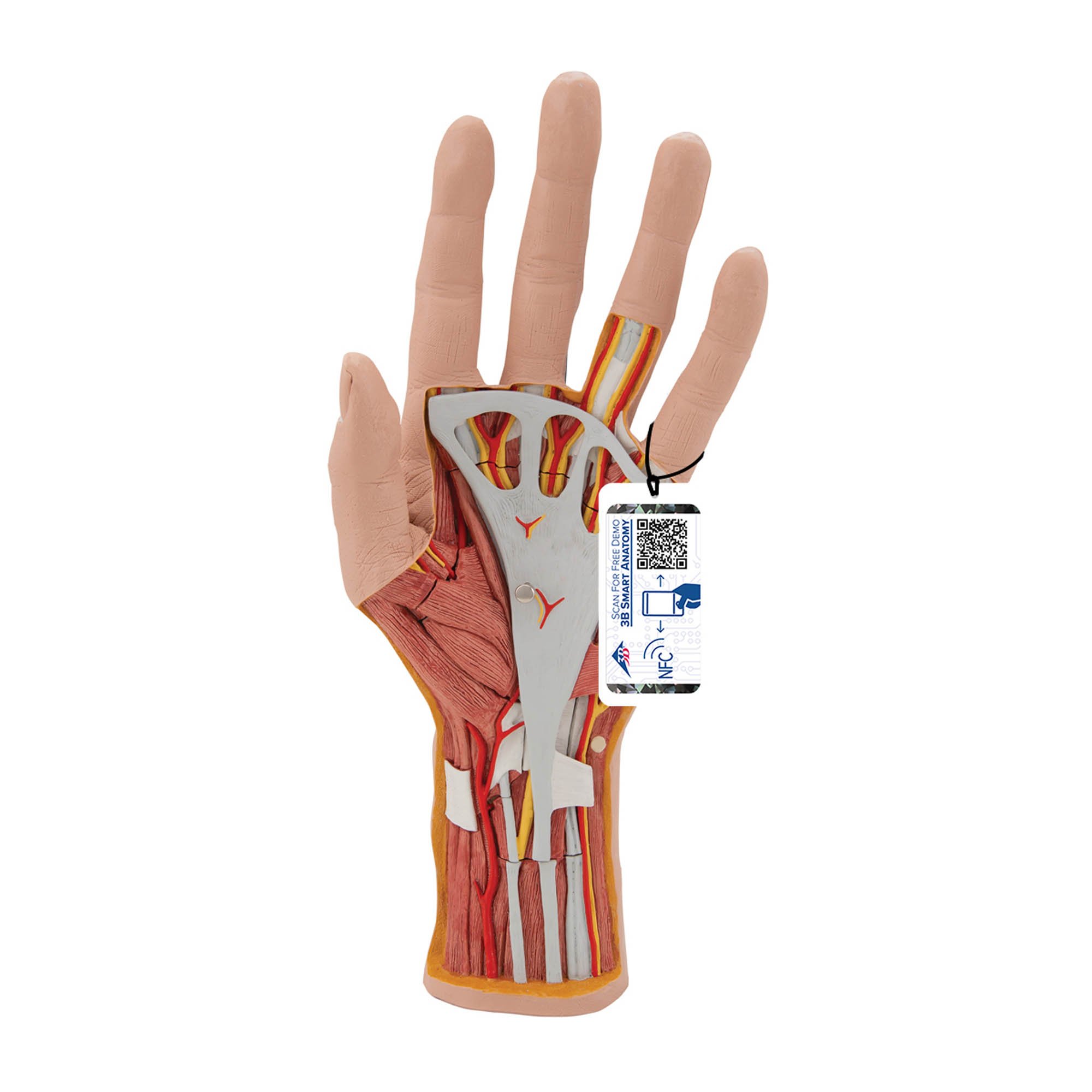 3B Scientific M18 Internal Hand Structure Model 3-Part