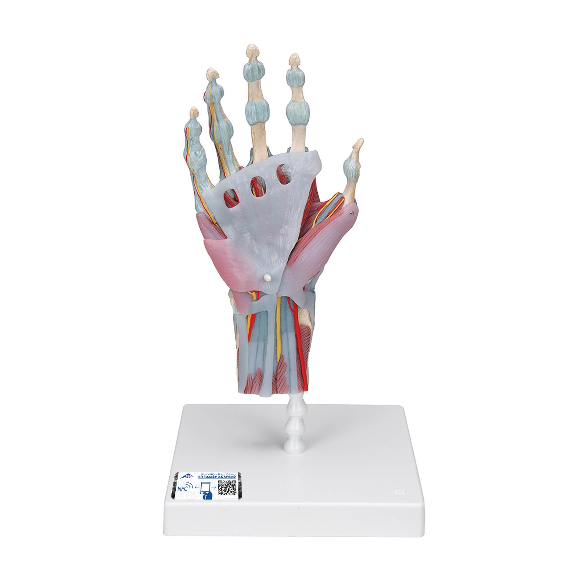 Hand Anatomy And Physiology Skeleton