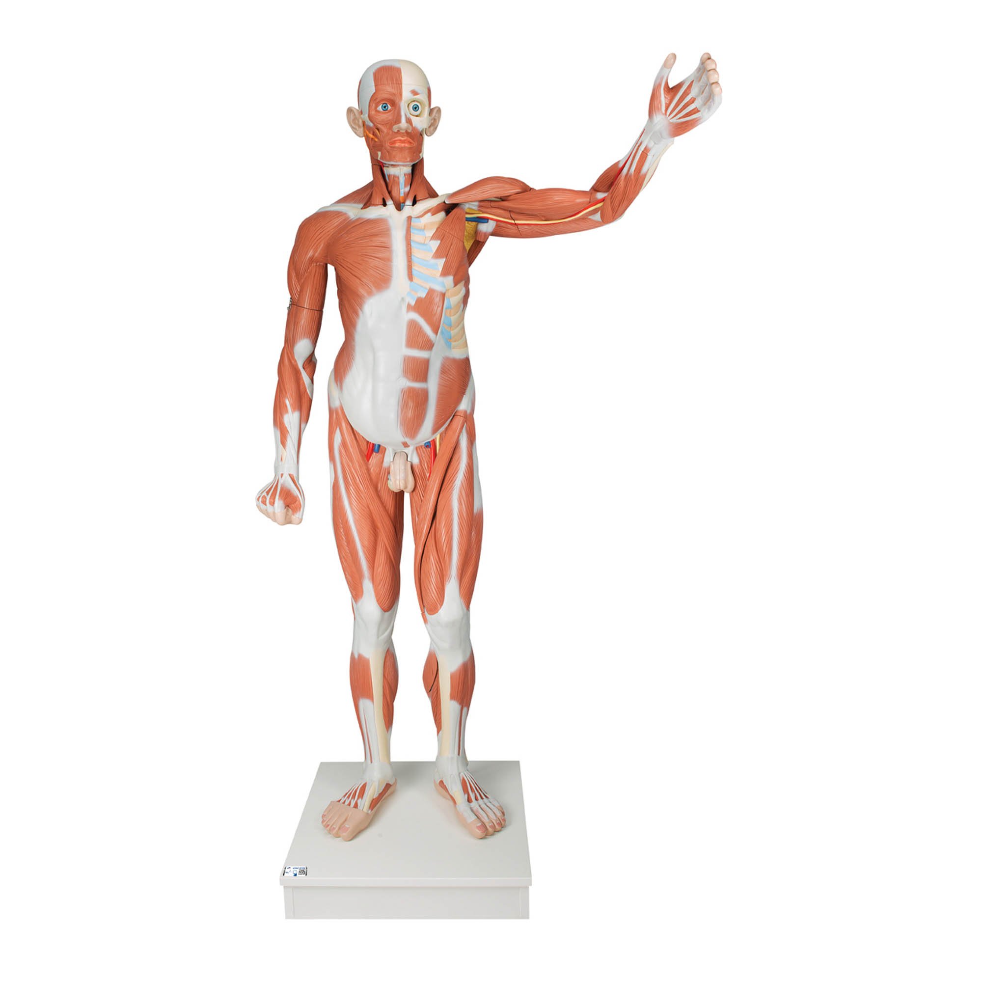 3B Scientific VA01 Male Muscular Anatomy Model Life-Size 37-Part