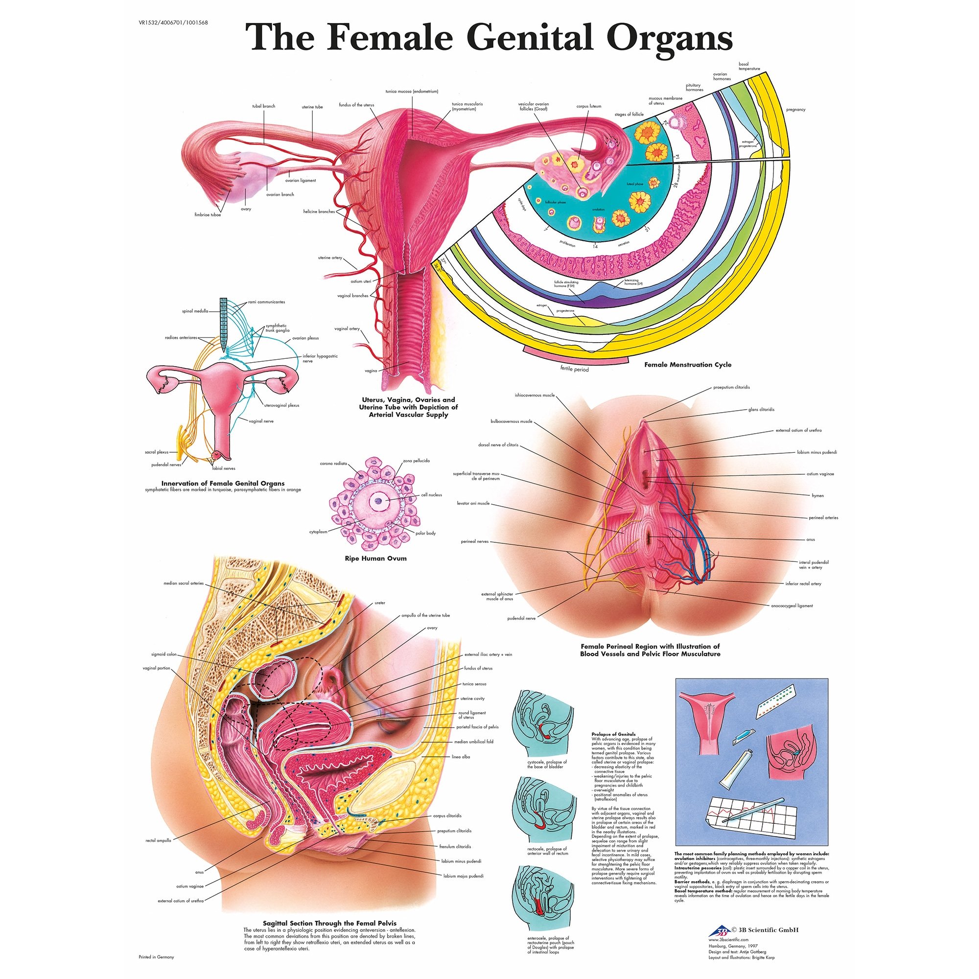 3B Scientific The Female Genital Organs Chart, image size:2000x2000