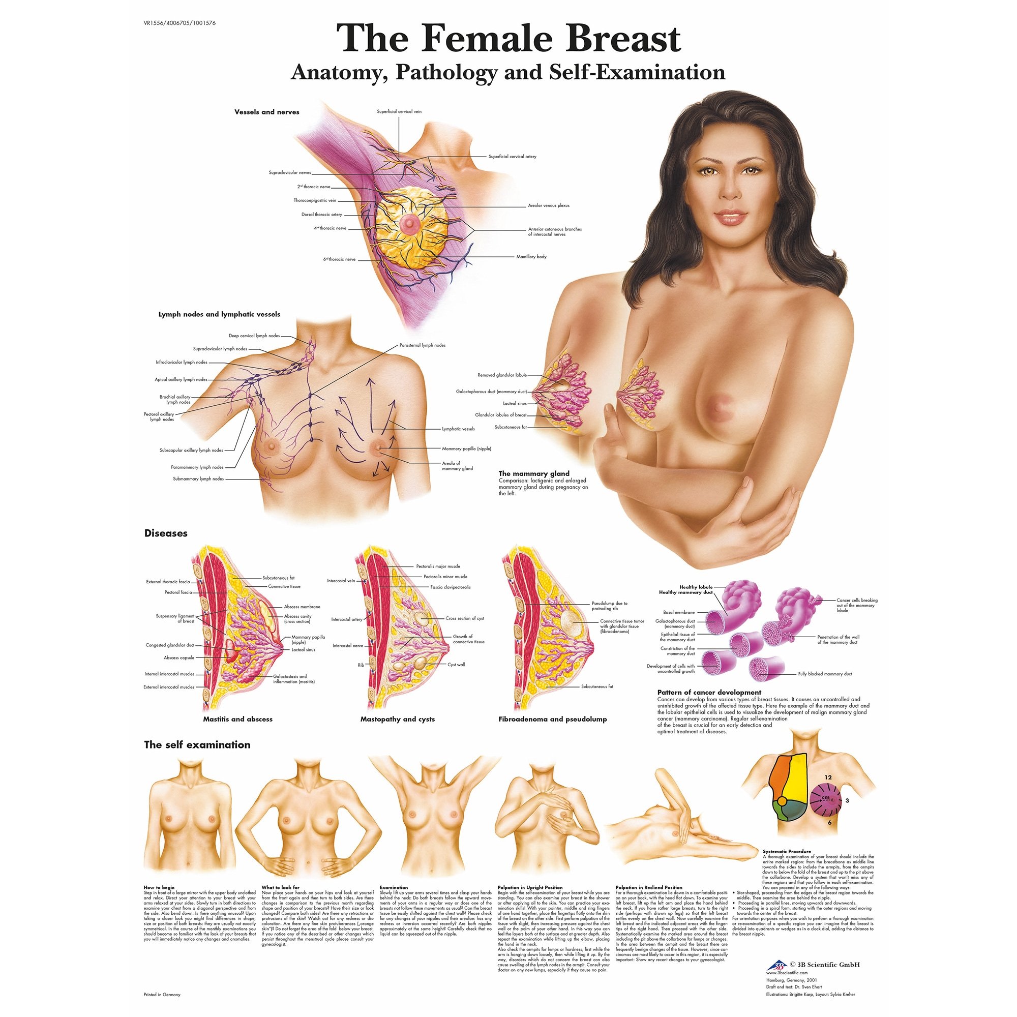 3B Scientific The Female Breast Chart