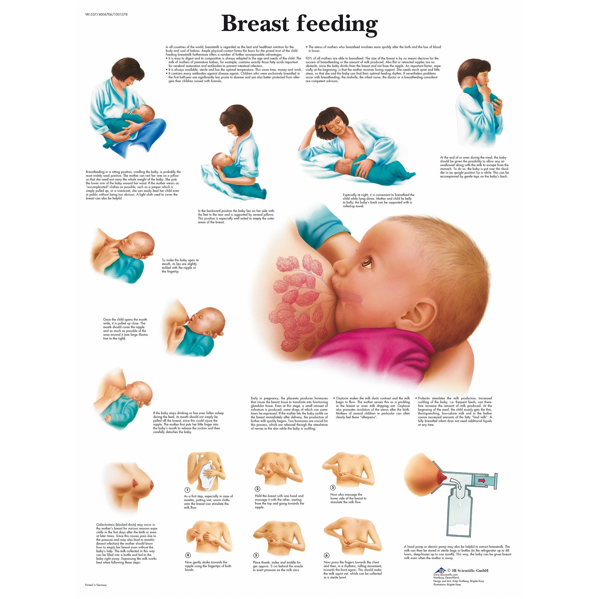 3B Scientific Breastfeeding Chart