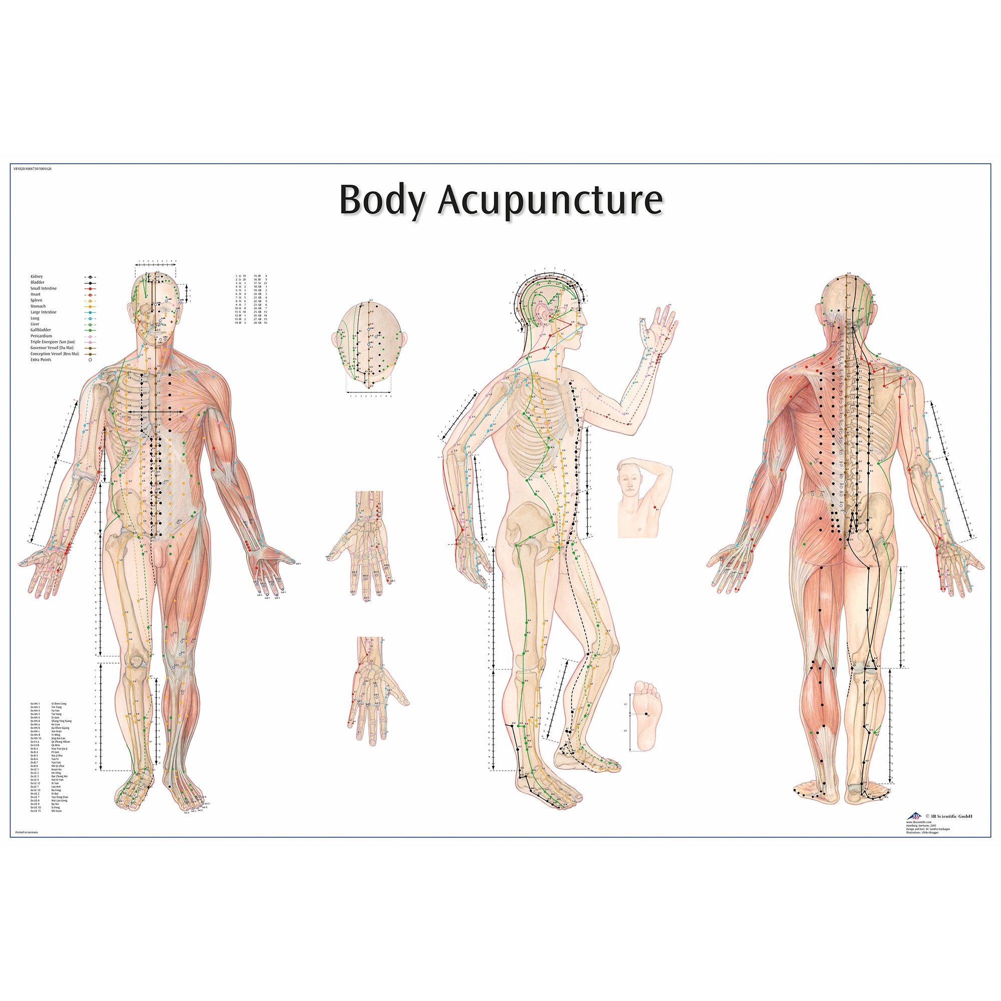 3B Scientific Body Acupuncture Chart