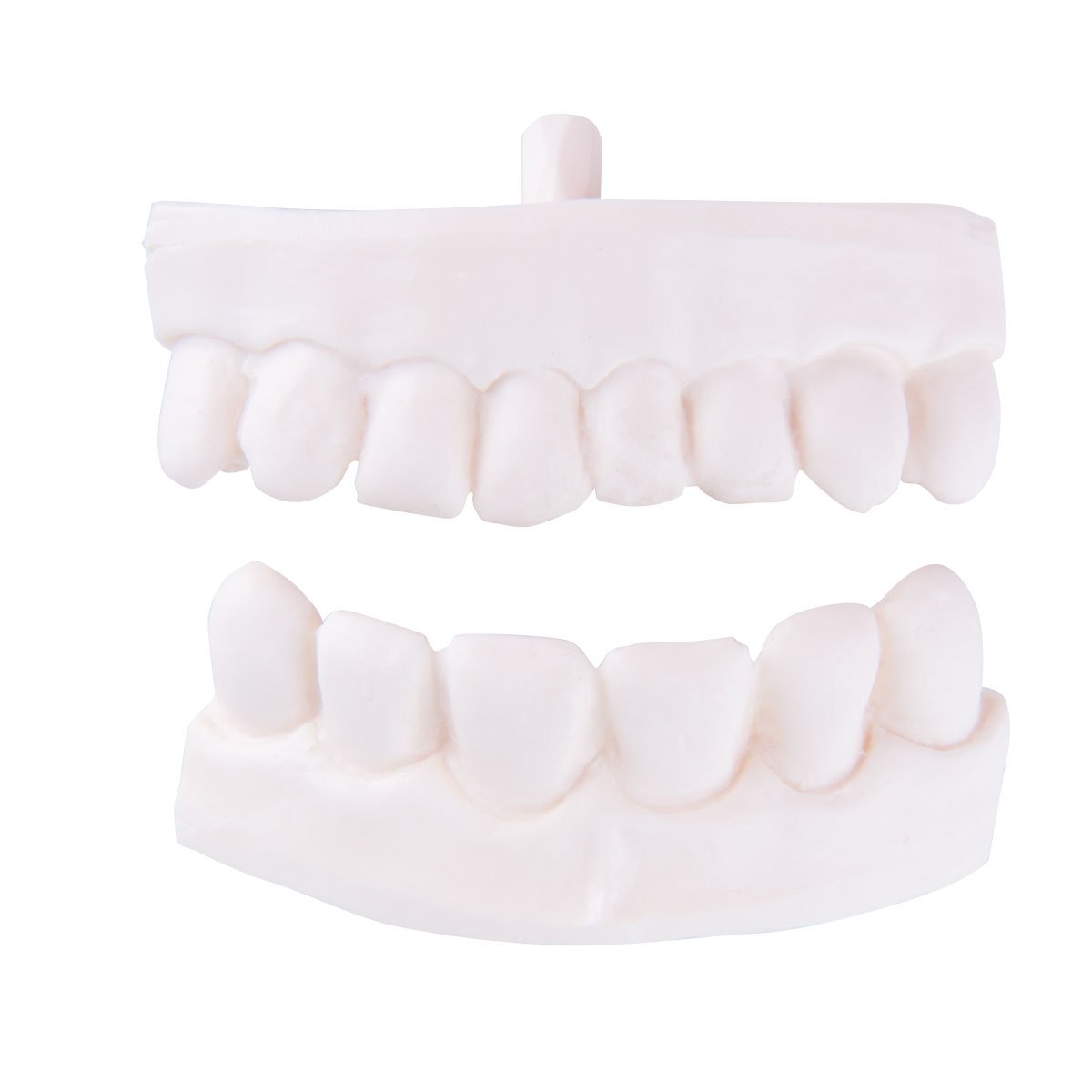 ファッション姫 通販 3B P10 For Denture Partial Replacement 1020705 Scientific 健康・医学