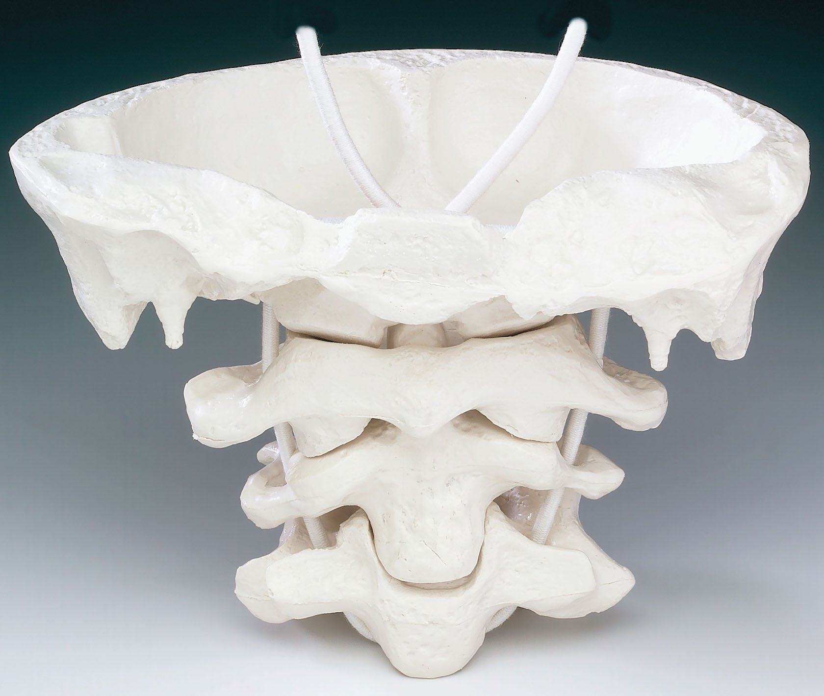通販生活 ファッション Giant Atlas Axis Model Anatomical Chart Company Z4083 アクセサリー