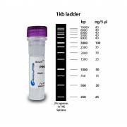 Accuris SmartCheck 1kb DNA Ladder, 5 x 500ul / 500 lanes 