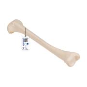 Human Tibia - 3B Smart Anatomy