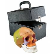 Premier Teaching Skull - Painted with Locking Case