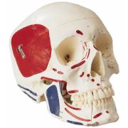 Premier Skull - Painted and Numbered-Coded Muscle Attachments