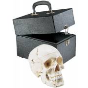 Special Edition Premier Skull with Locking Case