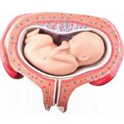 5th Month Fetus Model - Transverse Lie