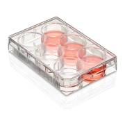 Diamond® SureGro™ Multiple Well Plate, Tissue Culture Treated, Flat Bottom - 6 Well (Box of 50)