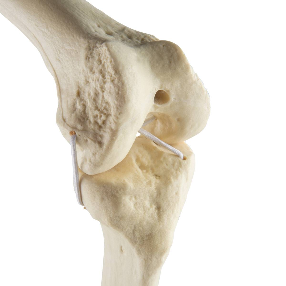 3B Scientific 1019622 ORTHOBone Standard Knee (Right)
