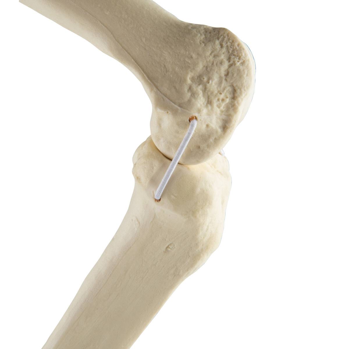 3B Scientific 1019622 ORTHOBone Standard Knee (Right)