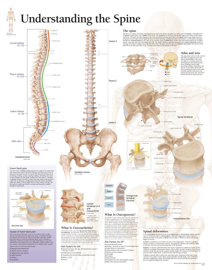 Scientific Publishing Understanding the Spine Chart