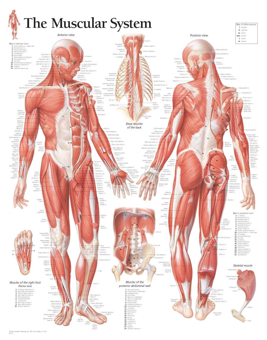 scientific-publishing-male-muscular-system-chart