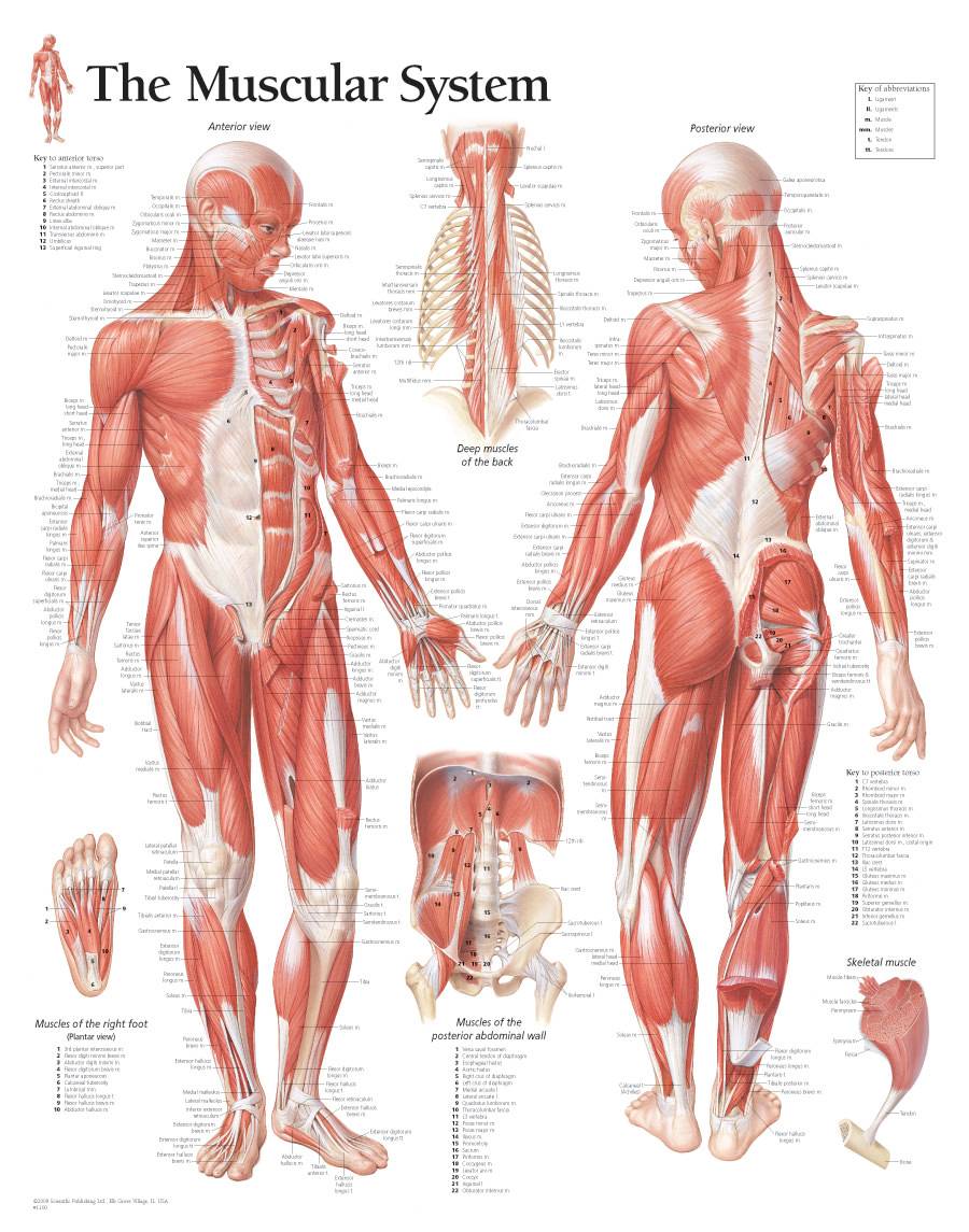 Scientific Publishing Male Muscular System Chart