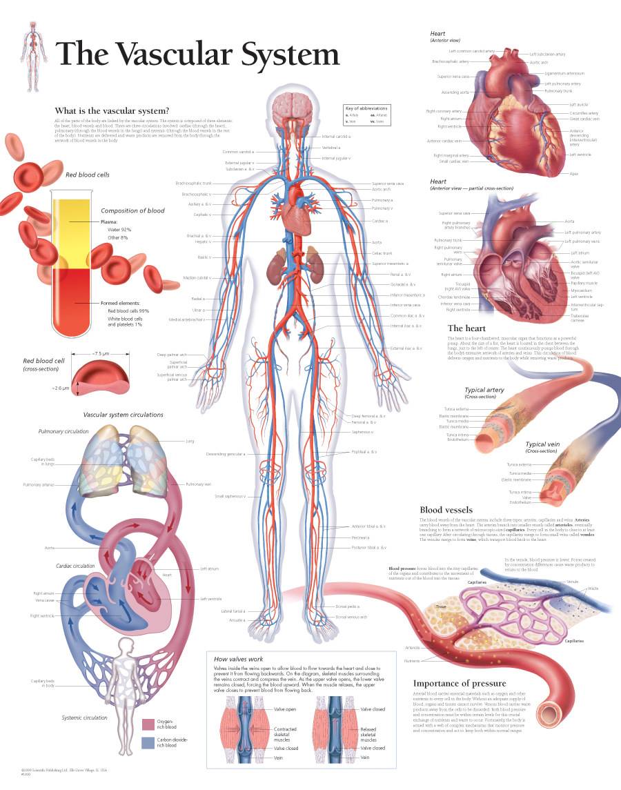 Scientific Publishing The Vascular System Chart scientific-publishing-the-vascular-system-chart