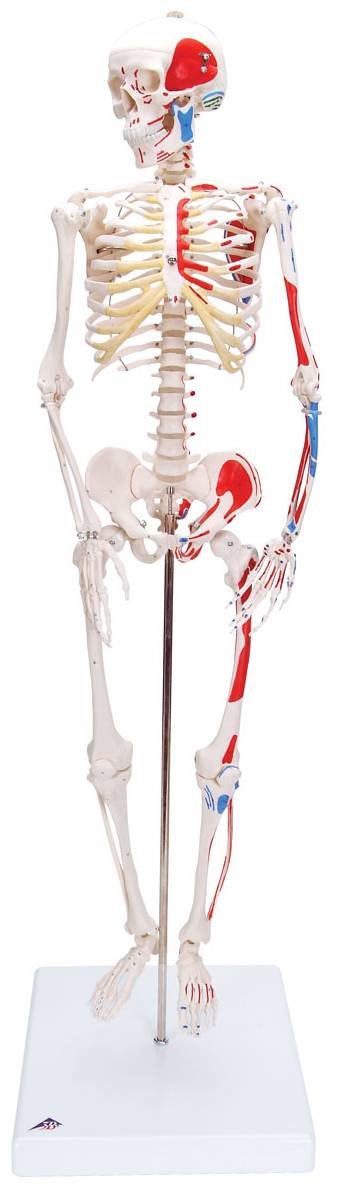 Anatomy Study Skeleton 3B Scientific Mini Human Skeleton Model
