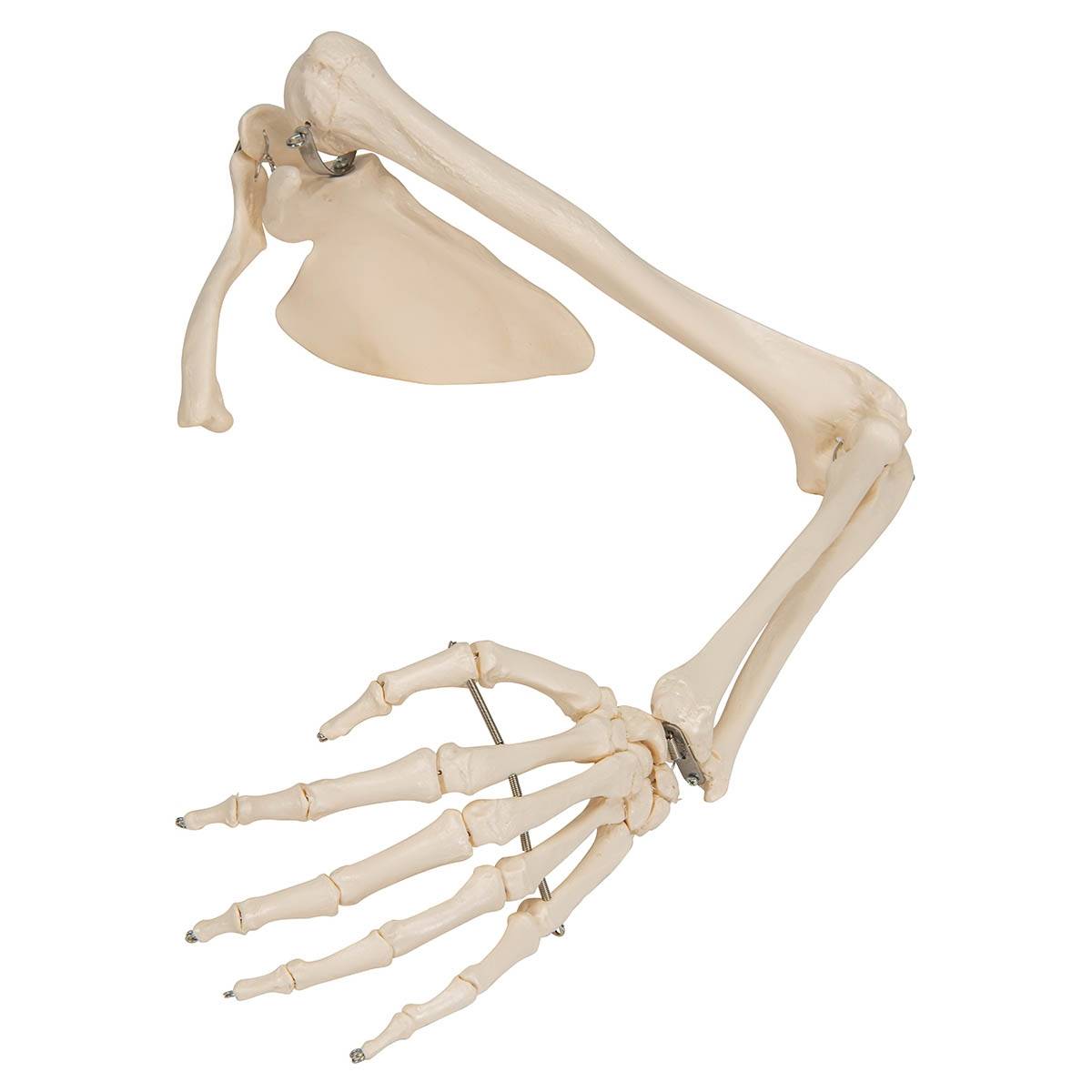 3B Scientific A46L Arm Skeleton with Scapula & Clavicle ...