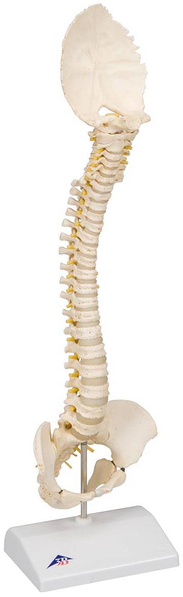 3B Scientific Wirbelsäulenmodell Kind (ca. 5 Jahre) Aus BONElike™ + Kostenlose Smart Anatomy App