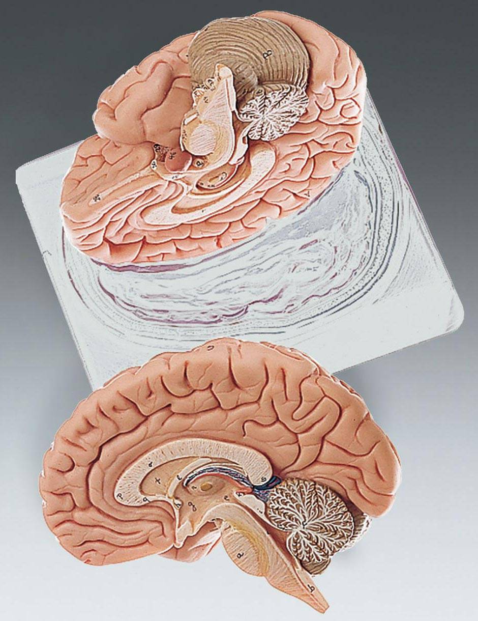 TwoPart Brain Model Anatomical Chart Company BS21