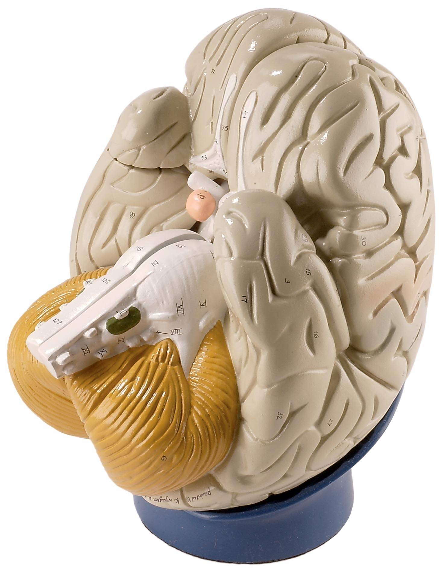 Denoyer Geppert Giant 4 Part Brain Model 0170 00