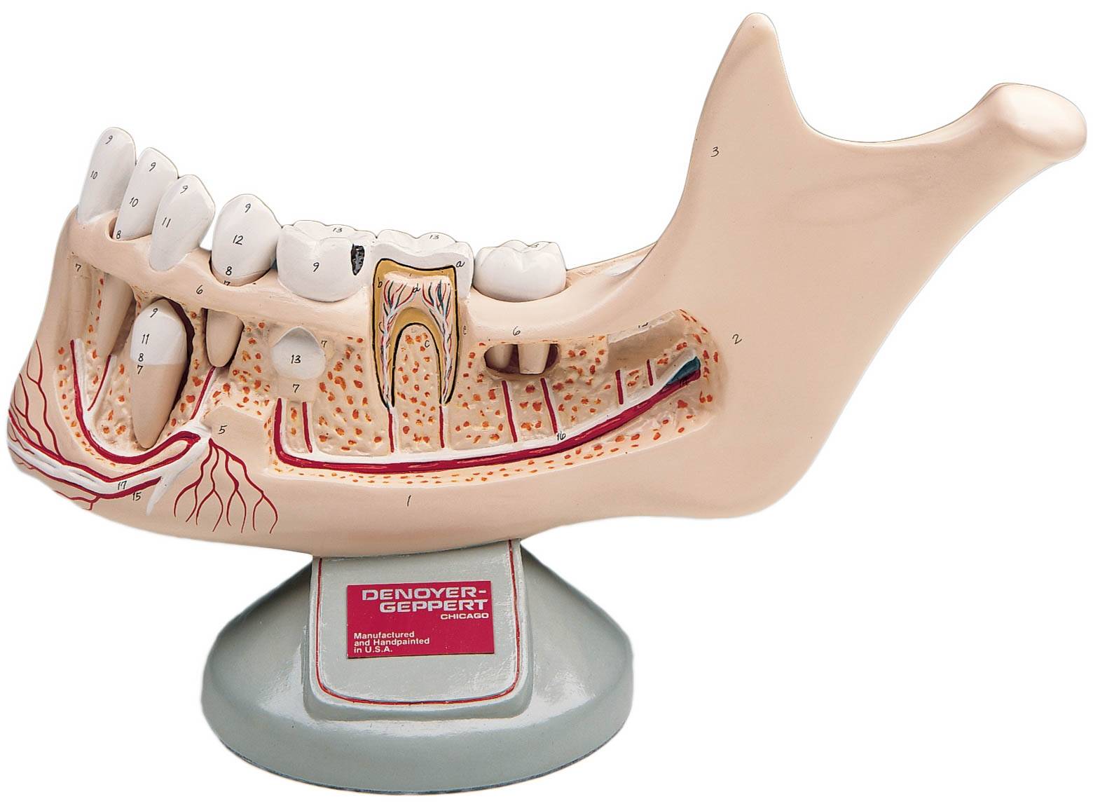 Denoyer Geppert Lower Jaw Of Preadolescent With Removable Teeth
