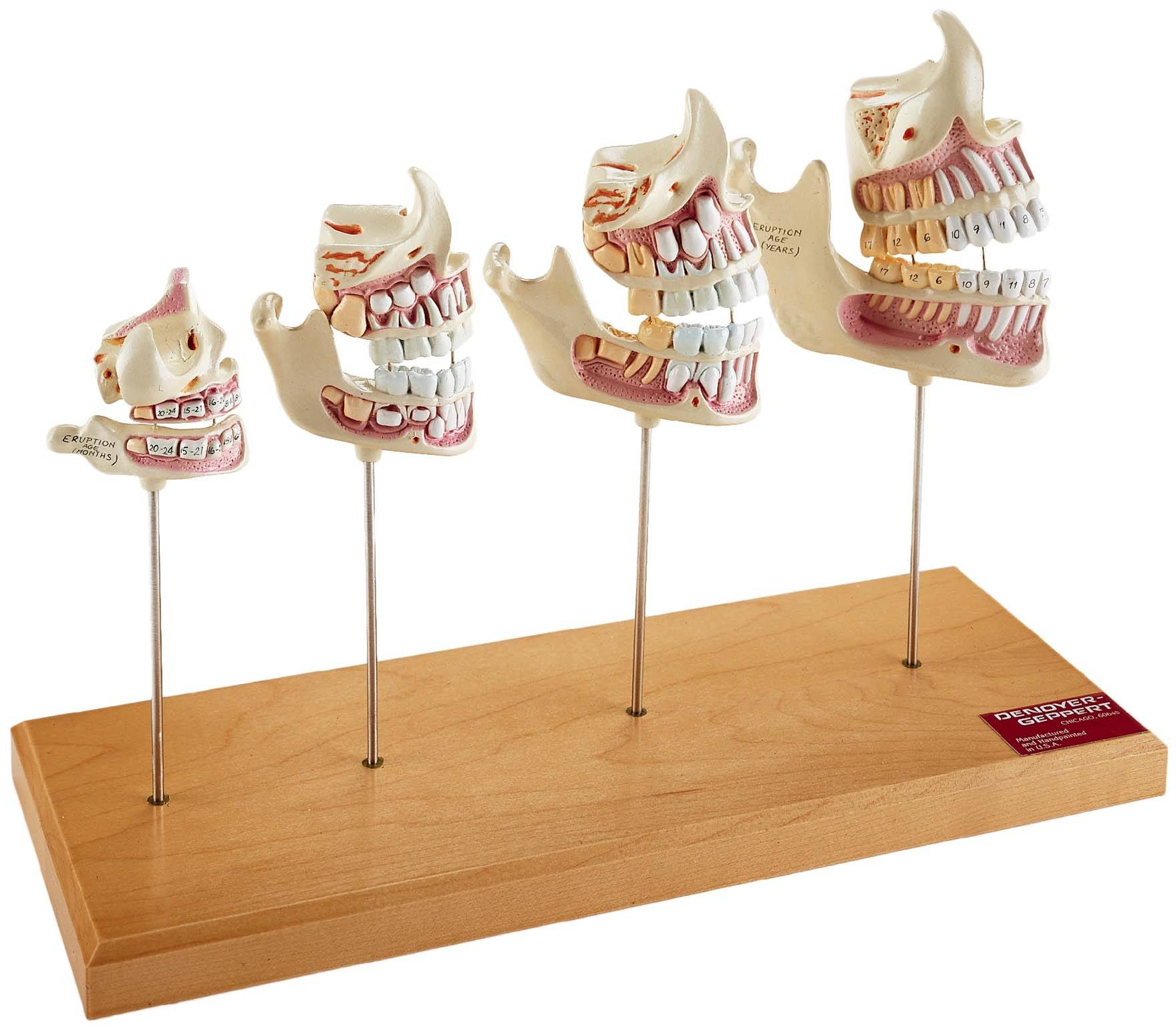 Denoyer Geppert Teeth and Jaw Development Set