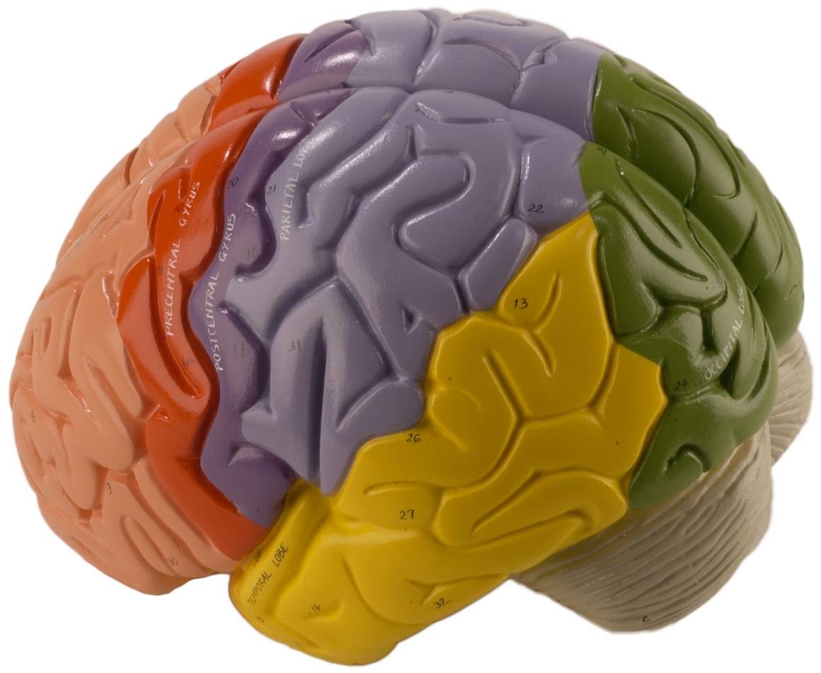 Denoyer Geppert Giant Regional Brain Model