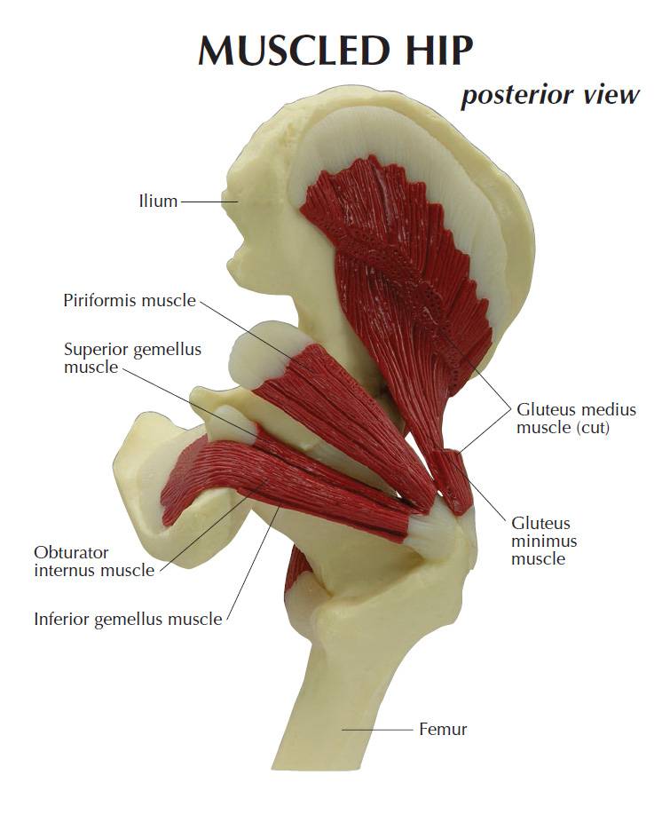 GPI 1310 Muscled Hip Joint Model