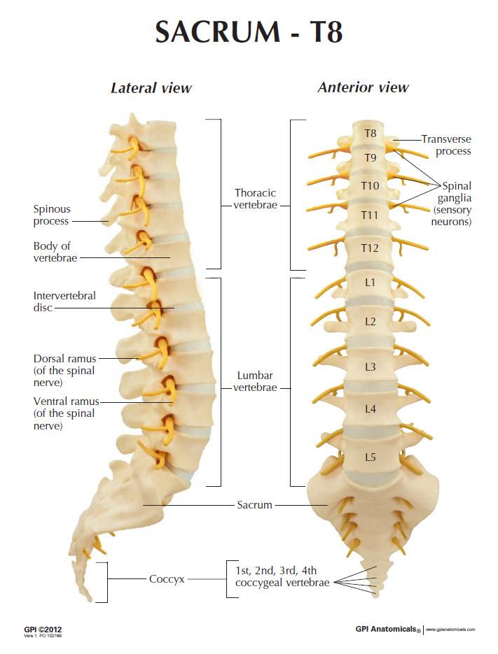 GPI 1510 Sacrum T8 Spine Model