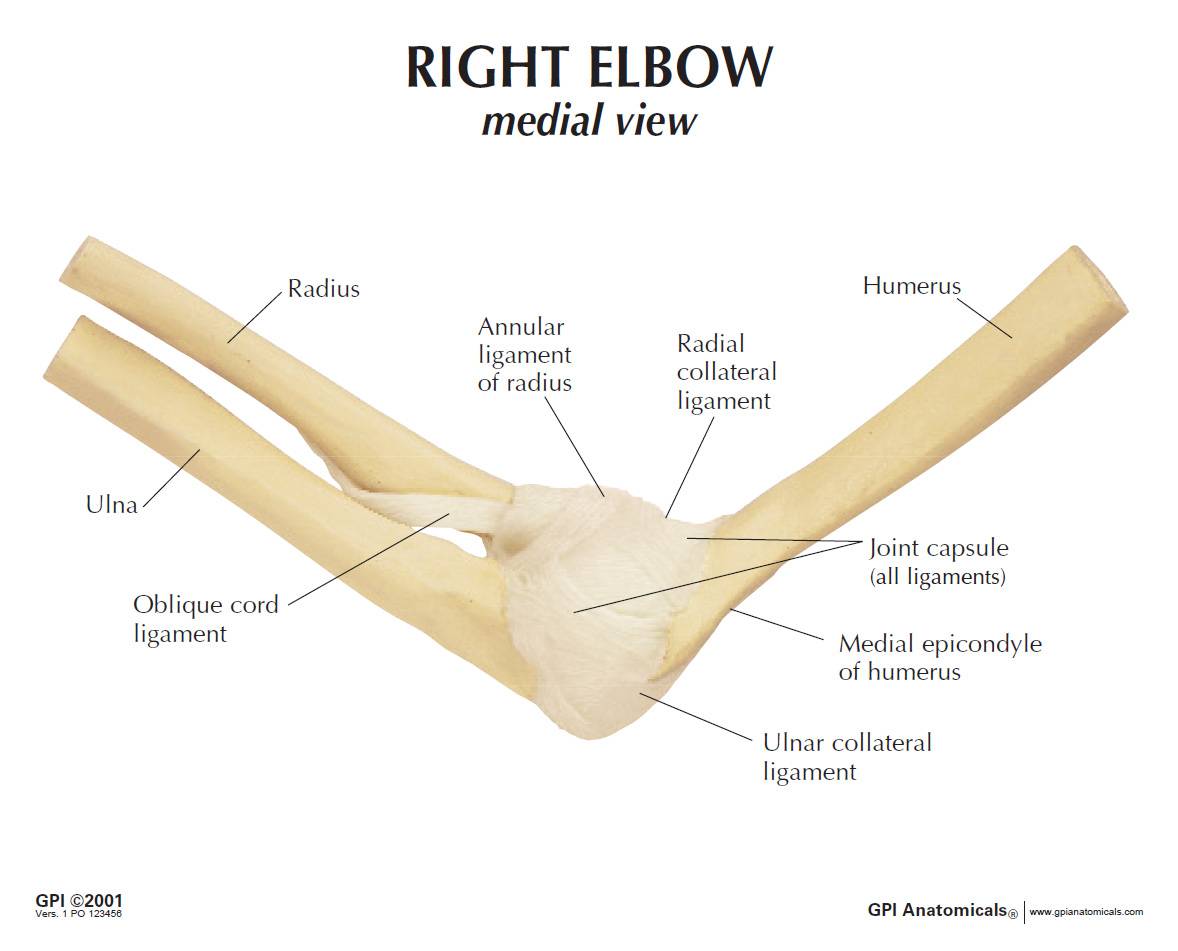 GPI 1830 Basic Right Elbow Joint Model
