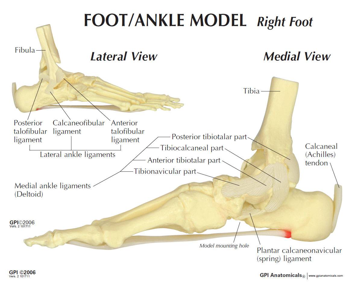 Foot and Ankle Model with Plantar Fasciitis GPI 1980