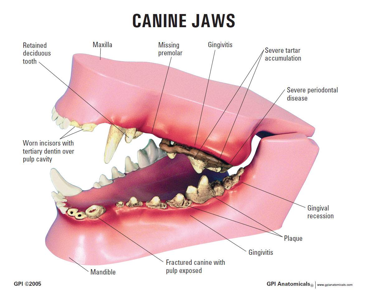 GPI 9195 Canine Jaw Model