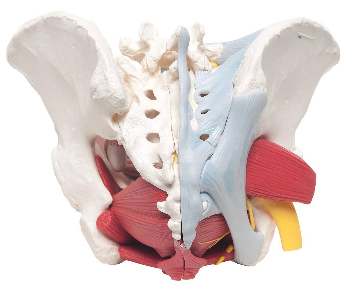 3B Scientific H20 4 Female Pelvis Model 6 Part