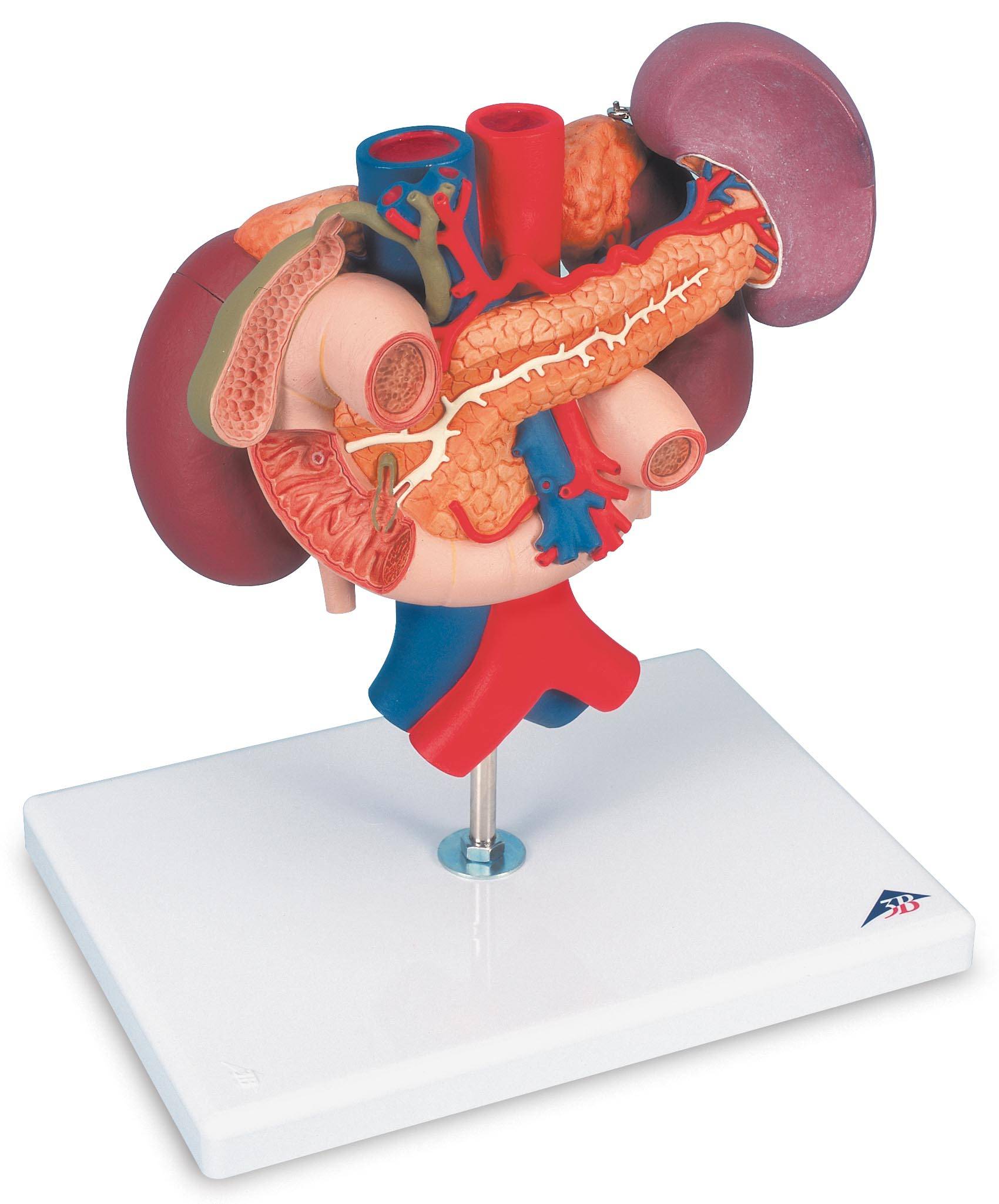 3B Scientific K223 Kidneys With Rear Organs Upper Abdomen 3Part