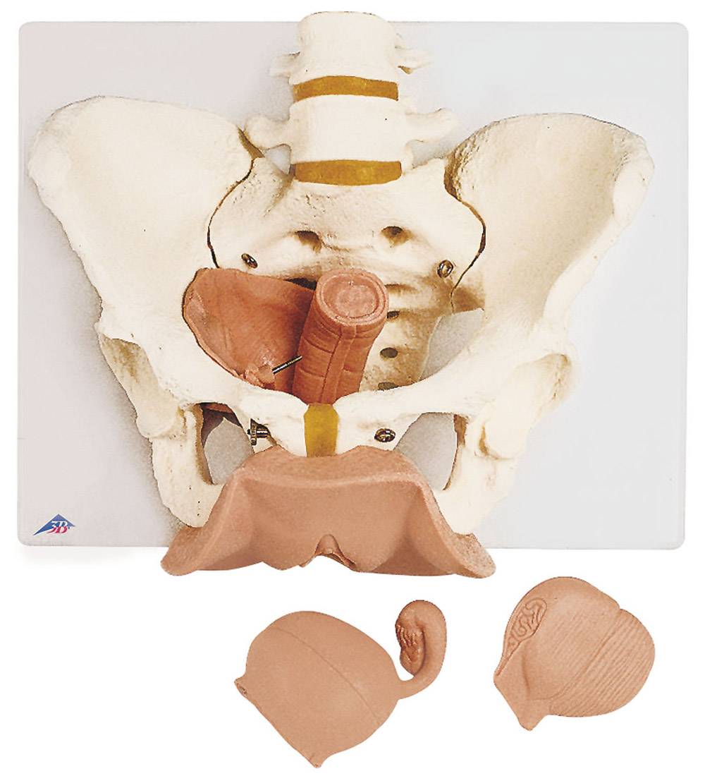 3B Scientific L31 Female Pelvis Skeleton with Genital Organs 3-Part
